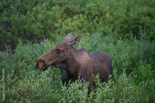 Wild Moose in a Meadow in Colorado © Forest
