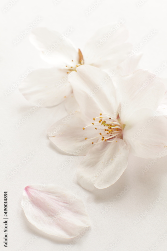 close up of Japanese cherry blossom on white background with copy space close up of Japanese cherry blossom on white background with copy space