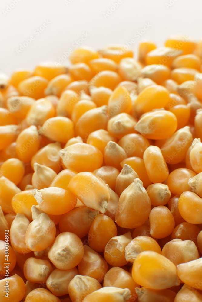 dried corn on wooden plate for cooking popcorn ingredient dried corn on wooden plate for cooking popcorn ingredient