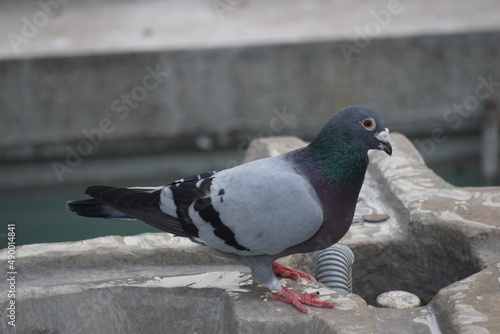 Valokuva pigeon on the fountain