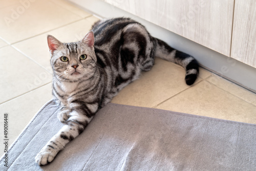 Fotografija American shorthair male cat tabby classic silver color is looking and lying on the tile floor and doormat, Wooden cabinet backdrop with copy space, Pet and Built in furniture modern minimal style