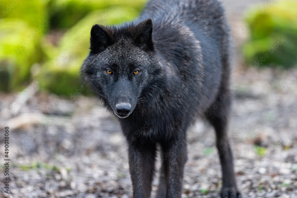 Black wolf walking in the forest