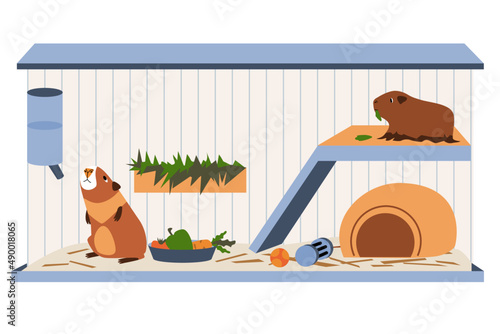 Large cage for two guinea pigs.  House for rodents.
Food, water, toys essential for the domestic cavy. 