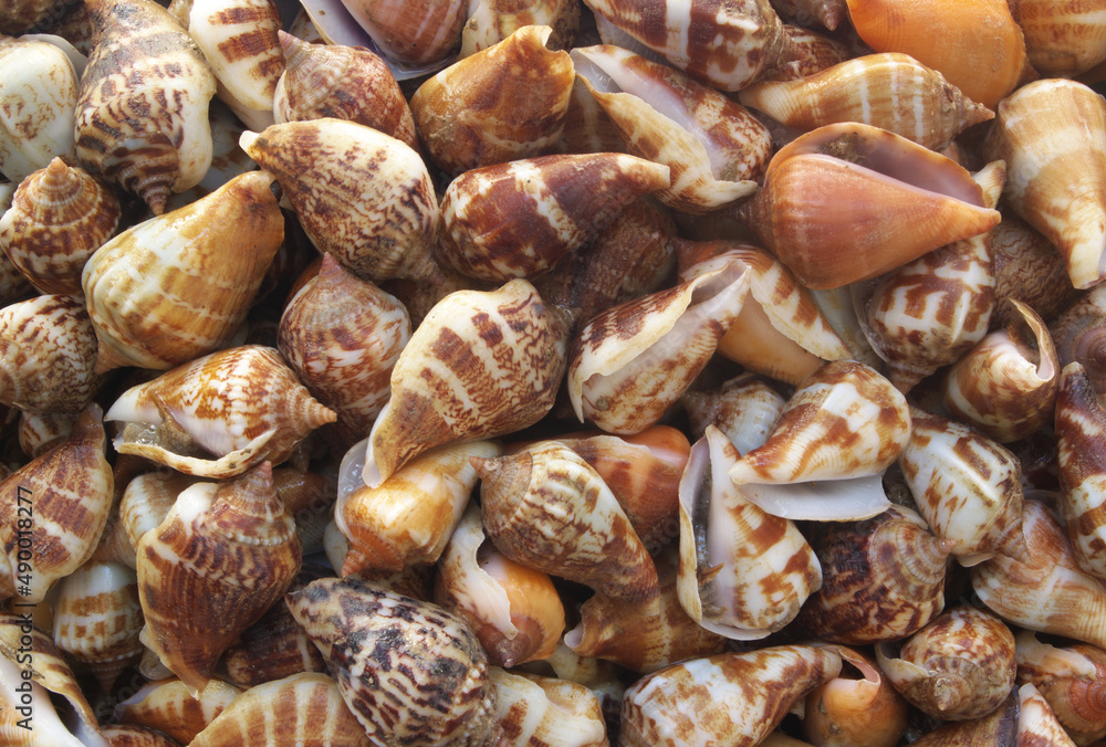 Snail seashells background Snail seashells background