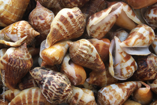 Seashells background, lots of sea snails mixed 