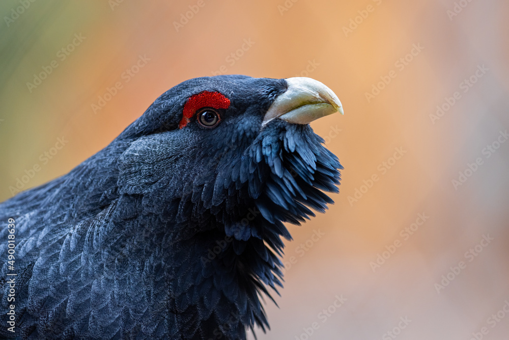 Portrait of a Western Capercaillie in the forest