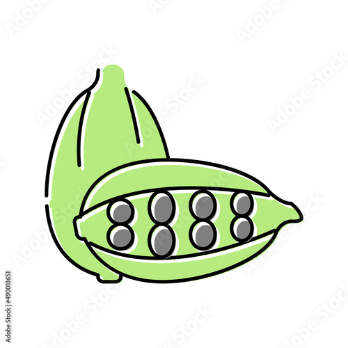 cardamom aromatherapy color icon vector isolated illustration