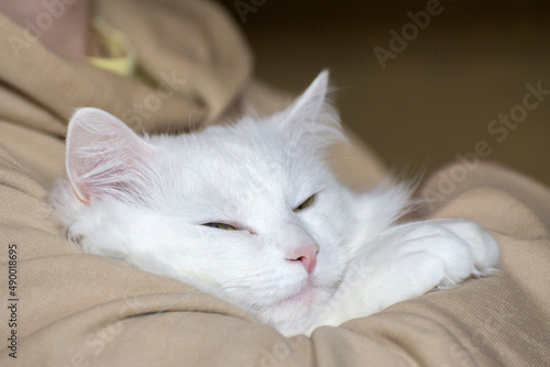 Foto The dreams of white cat Turkish angora. Caring for pets.