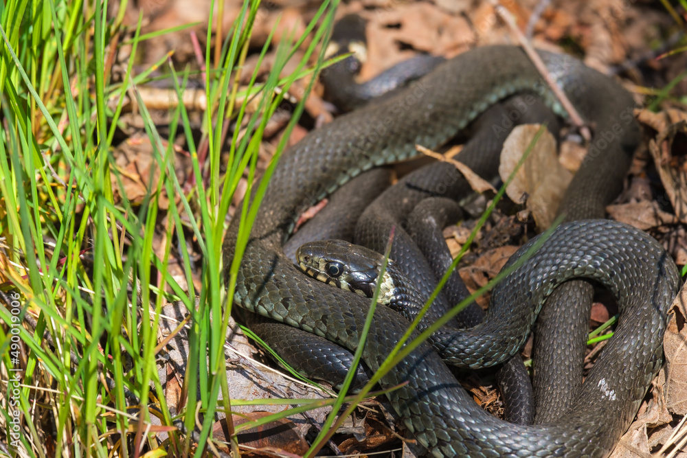 Grass Snakes that raise body temperature in the spring sun Grass Snakes that raise body temperature in the spring sun