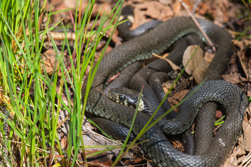Grass Snakes that raise body temperature in the spring sun