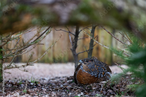 Obraz na płótnie Portrait of a Western Capercaillie in the forest w salonie