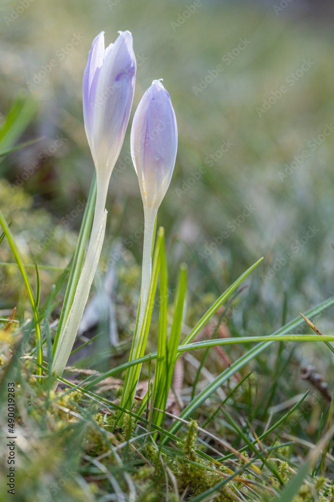 Krokusse auf einer Frühlingswiese im Garten, Park oder in der Natur. Sie erfreuen Menschenuns sind für Insekten eine erste Nahrungsquelle vieler Insekten. Krokusse auf einer Frühlingswiese im Garten, Park oder in der Natur. Sie erfreuen Menschenuns sind für Insekten eine erste Nahrungsquelle vieler Insekten.