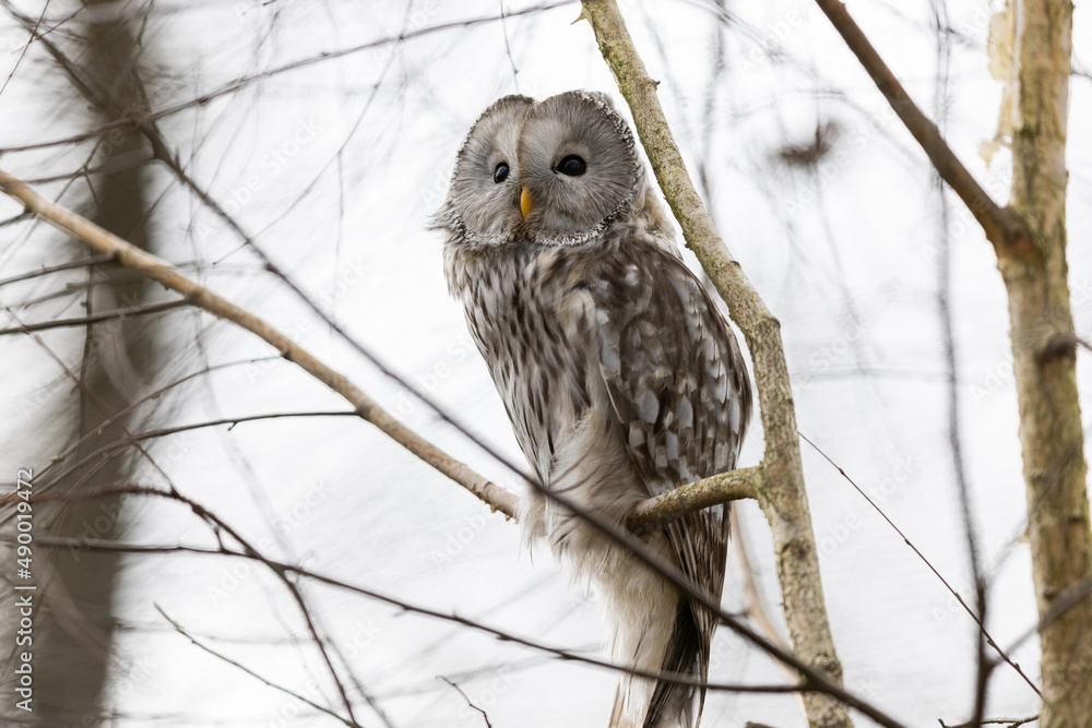 Ural owl resting in a tree