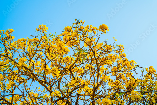 yellow flowers of Paraguayan Silver Trumpet Tree, Tree of gold (Tabebuia Aurea) are hanging on trees in the forest.