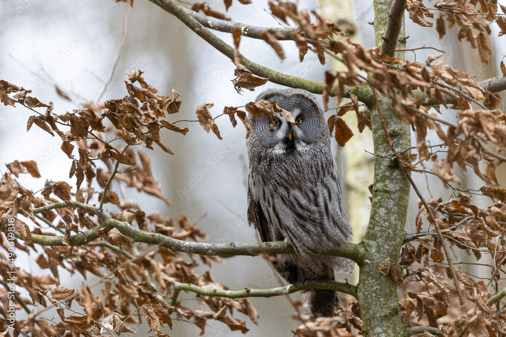 Great Grey Owl resting in a tree