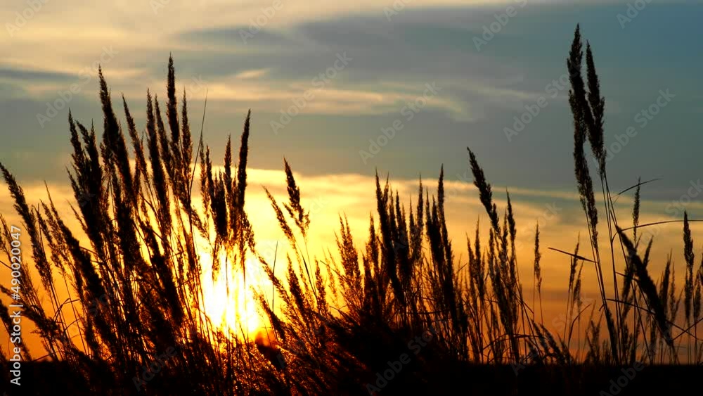 Grass spikes weaving in the wind at sunset Grass spikes weaving in the wind at sunset