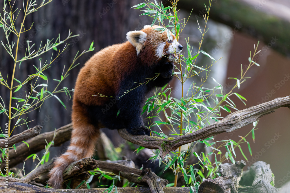 A red panda eating bamboo in the forest