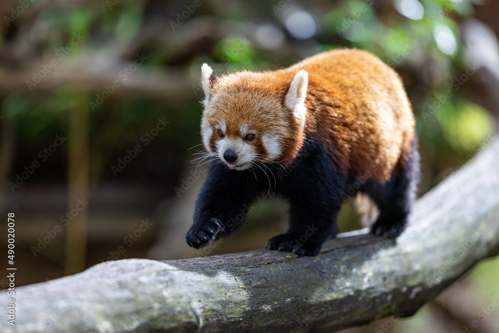 A red panda walking on a tree
