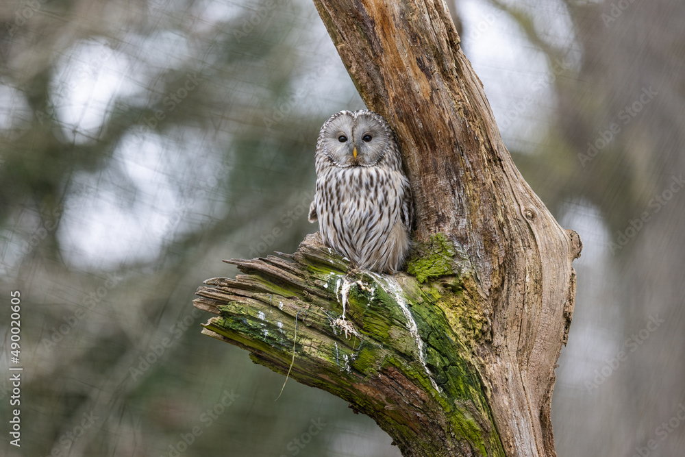 Ural owl resting in a tree