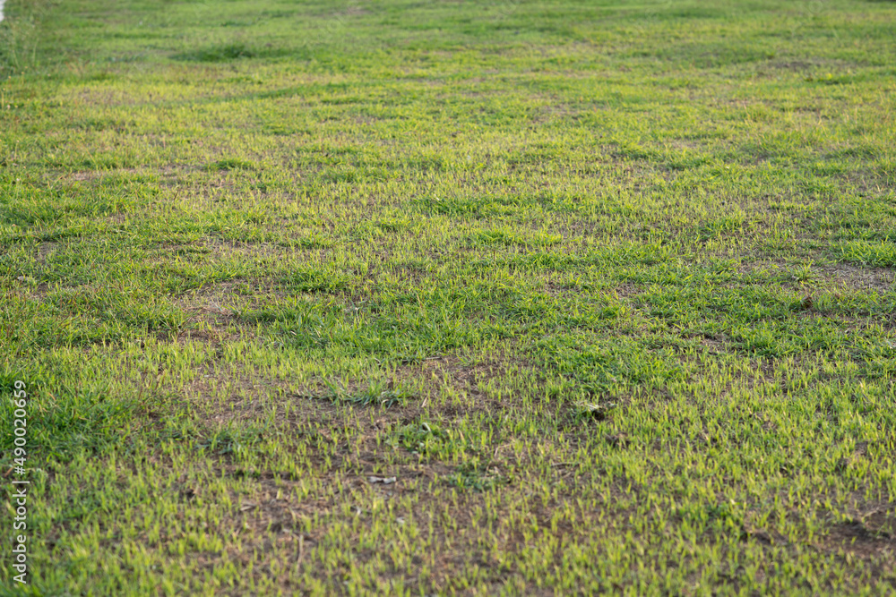 Lawn ground in the evening sun