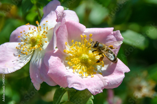 Honeybee on flower in nature