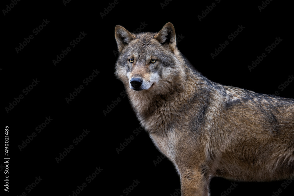 Portrait of a grey wolf with a black background Portrait of a grey wolf with a black background