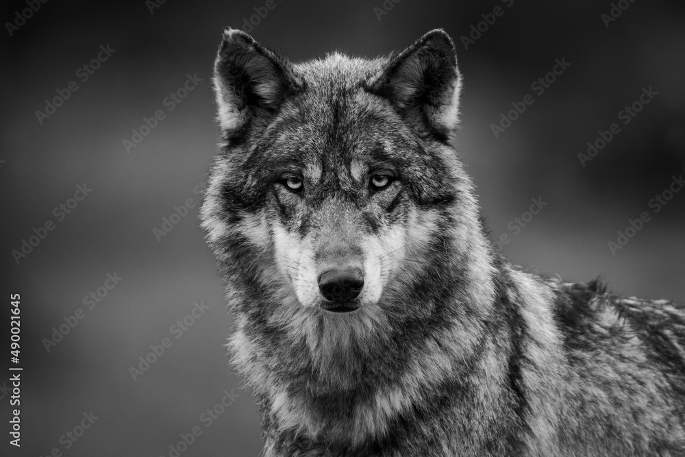 Fototapeta premium Grey wolf in the forest
