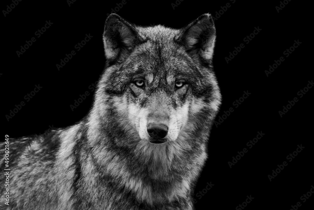 Portrait of a grey wolf with a black background