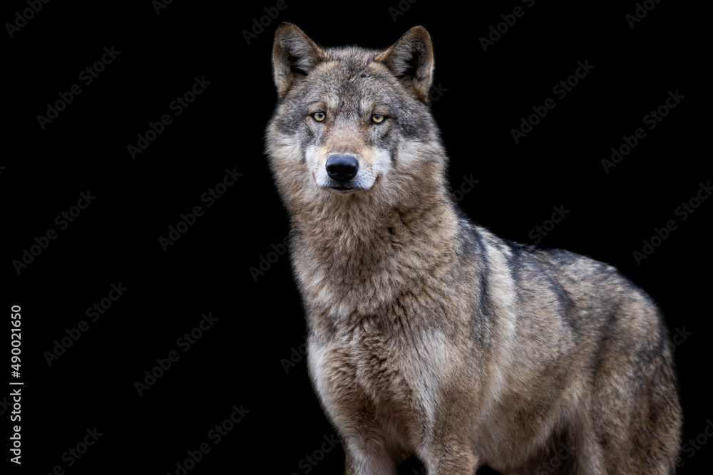 Fototapeta premium Portrait of a grey wolf with a black background
