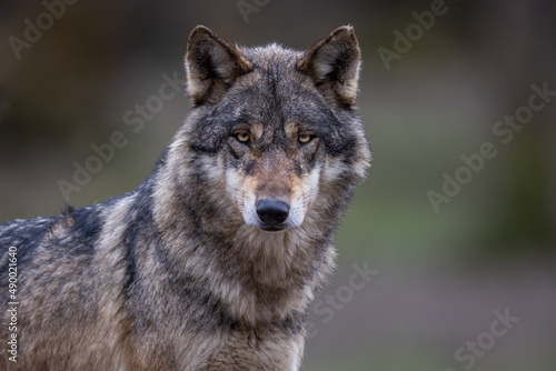 Obraz na płótnie Grey wolf in the forest w salonie