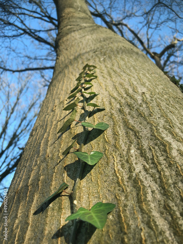 Tree stem with ivey crawling up the stem. Uffelte Netherlands photo