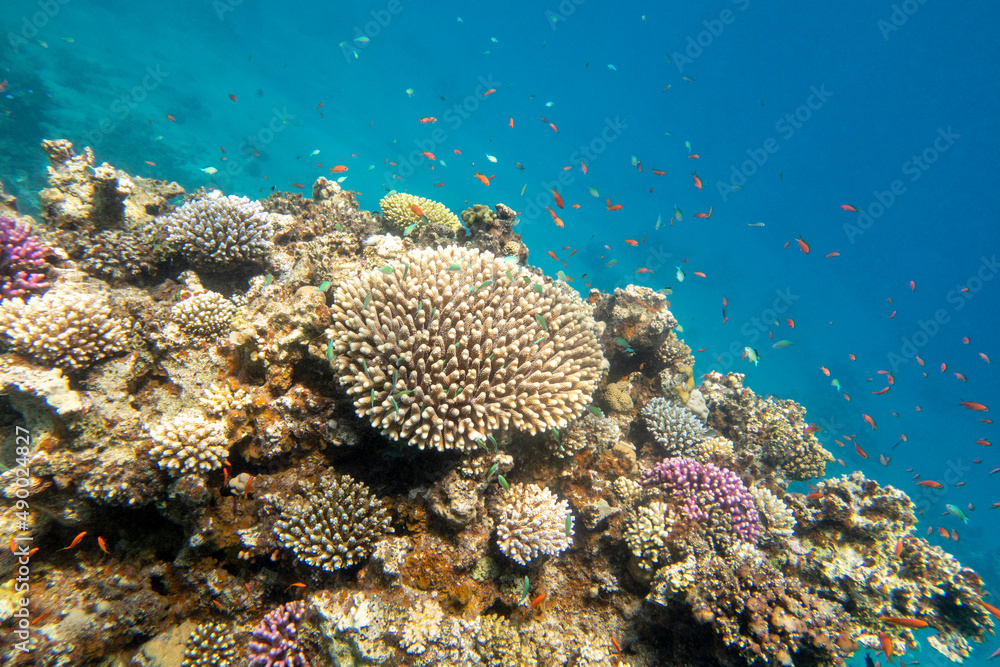 Obraz premium Colorful, picturesque coral reef at the sandy bottom of tropical sea, hard corals with green chromis fishes, underwater landscape