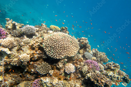 Fototapeta Naklejka Na Ścianę i Meble -  Colorful, picturesque coral reef at the sandy bottom of tropical sea, hard corals with green chromis fishes, underwater landscape