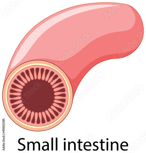 Small intestine in cartoon style