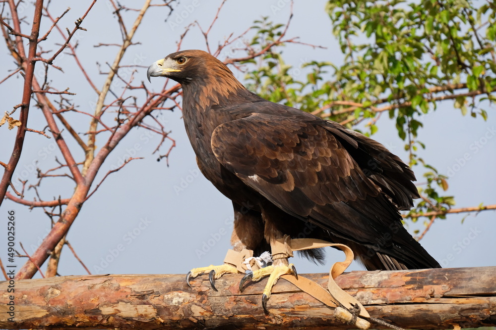 Almaty / Kazakhstan - 09.23.2020 : A Golden eagle tamed for training sits on a wooden platform among the branches. Almaty / Kazakhstan - 09.23.2020 : A Golden eagle tamed for training sits on a wooden platform among the branches.