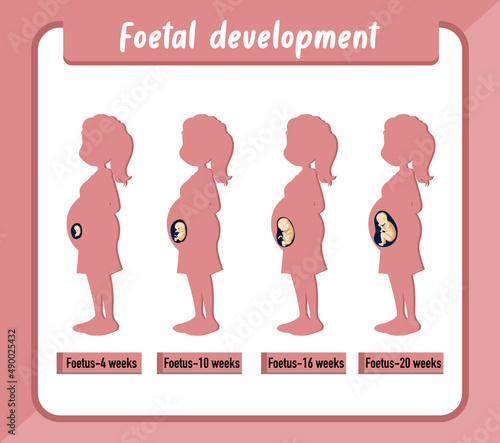 Human embryonic development in human infographic