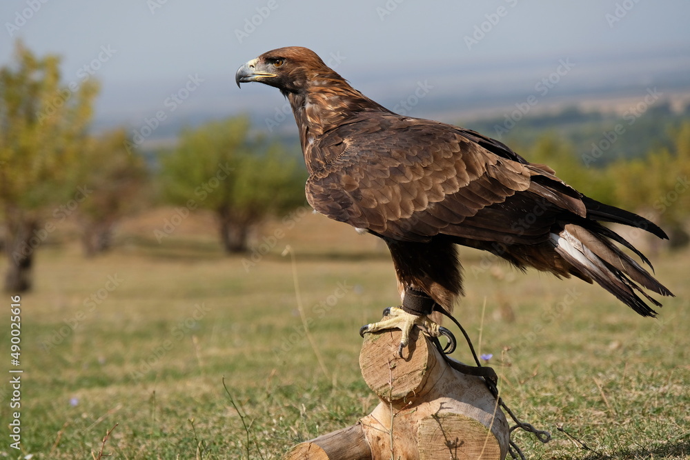 Almaty / Kazakhstan - 09.23.2020 : A tamed Golden eagle sits on a wooden platform in the open steppe.