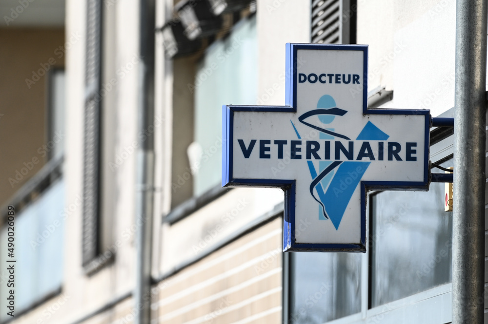 Obraz premium santé veterinaire animaux soins docteur
