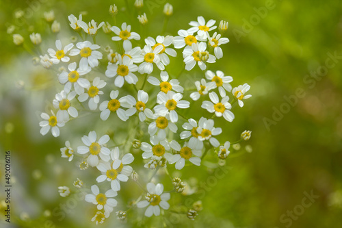 Flora of Gran Canaria -  Tanacetum ferulaceum, fennel-leaved tansy endemic to the island, natural macro floral background
 photo