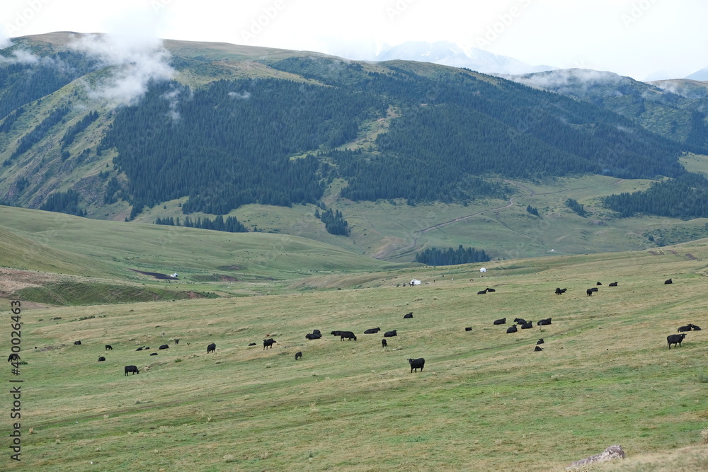 Almaty / Kazakhstan - 08.12.2018 : Grazing animals on the high plateau - assy. It is located at an altitude of 2750 m above sea level, East of the city of Almaty