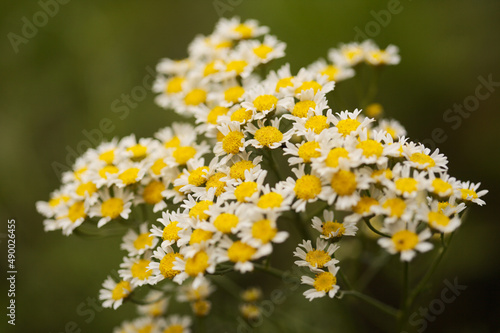 Flora of Gran Canaria - Tanacetum ferulaceum, fennel-leaved tansy endemic to the island, natural macro floral background 