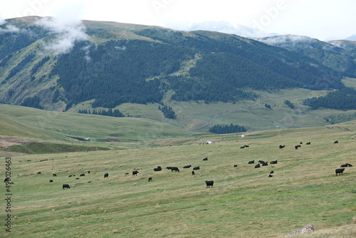 Almaty / Kazakhstan - 08.12.2018 : Grazing animals on the high plateau - assy. It is located at an altitude of 2750 m above sea level, East of the city of Almaty