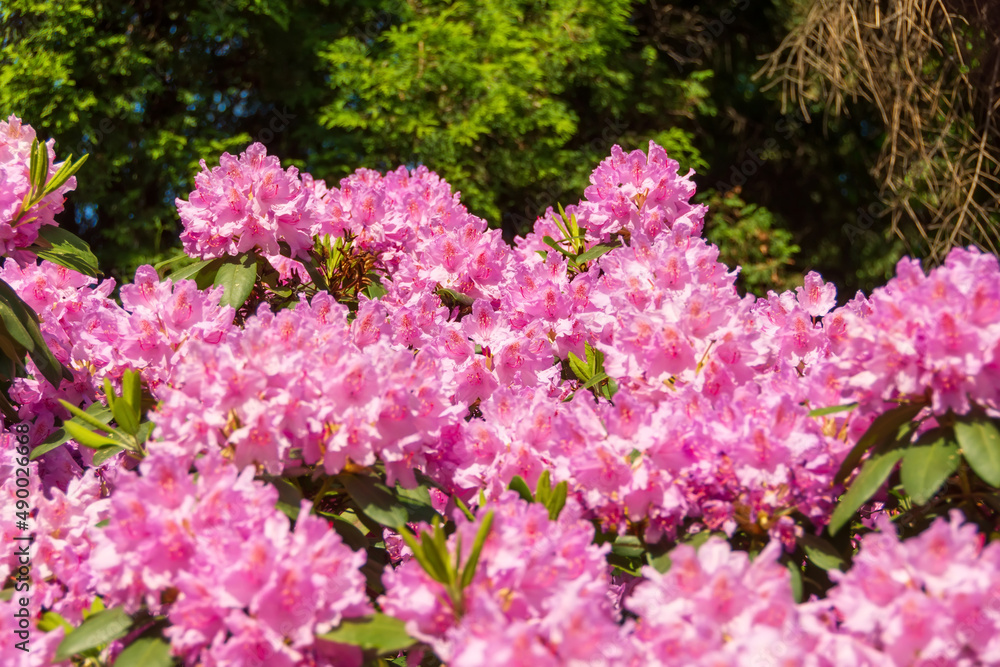 Blooming pink lilac purple rhododendrons in the park in spring Blooming pink lilac purple rhododendrons in the park in spring