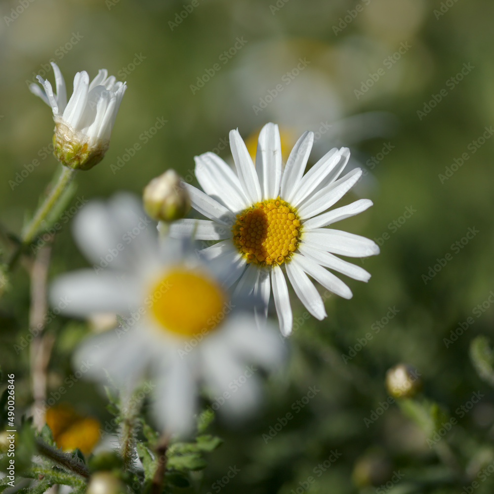 Fototapeta premium Flora of Gran Canaria - Argyranthemum, marguerite daisy endemic to the Canary Islands