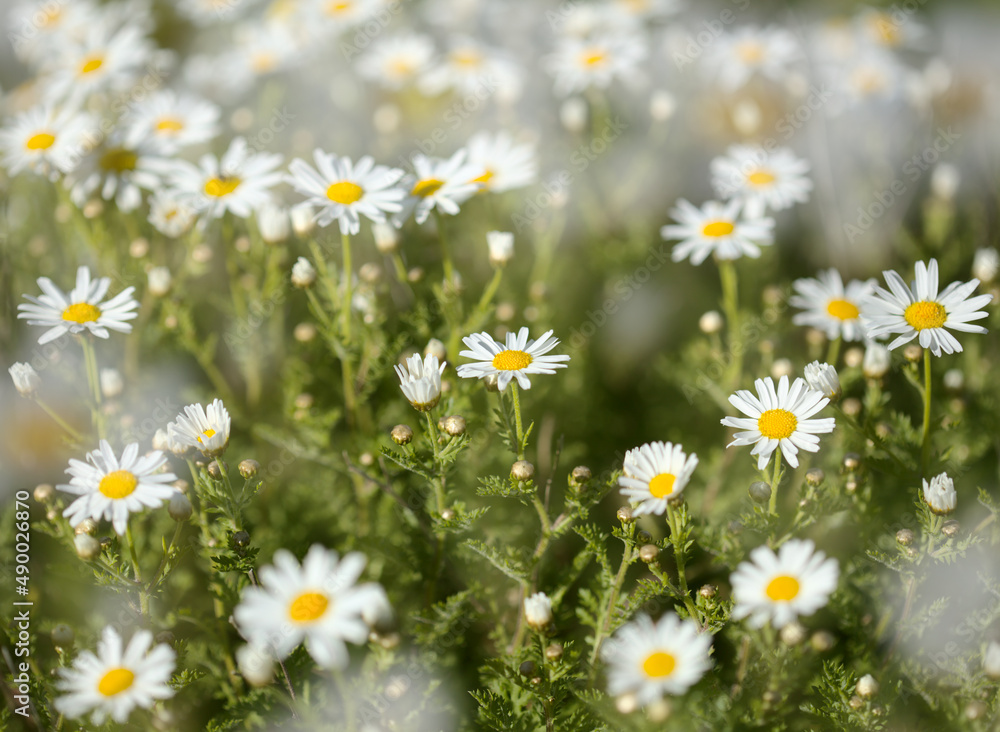Flora of Gran Canaria - Argyranthemum, marguerite daisy endemic to the Canary Islands
Flora of Gran Canaria - Argyranthemum, marguerite daisy endemic to the Canary Islands
