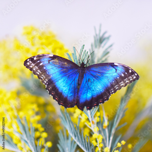 bright blue butterfly on yellow mimosa flowers