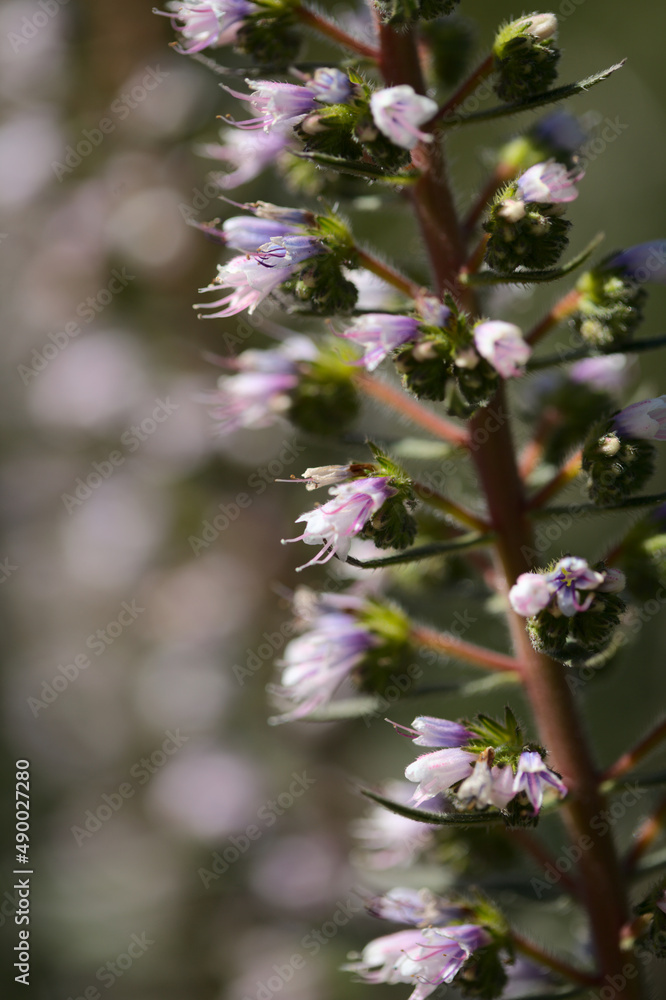 Flora of Gran Canaria - flowers of Echium onosmifolium, black bugloss, endemic to the island, natural macro floral background
Flora of Gran Canaria - flowers of Echium onosmifolium, black bugloss, endemic to the island, natural macro floral background