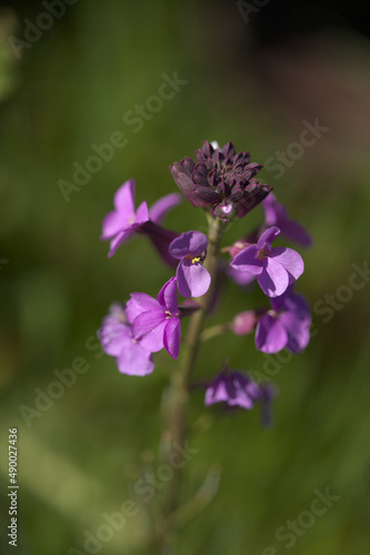 Flora of Gran Canaria - lilac flowers of crucifer plant Erysimum albescens, endemic to the island natural macro floral background 