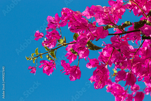 pink flowers on a branch against the blue sky