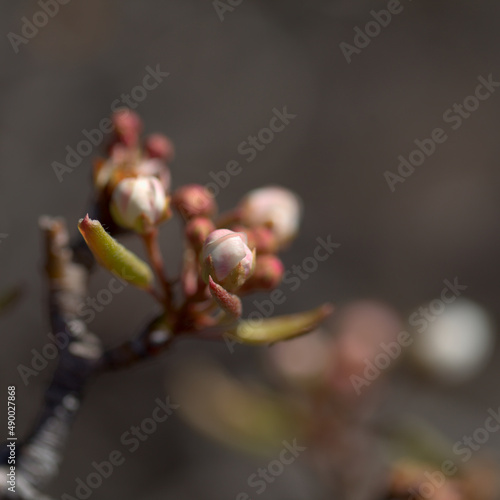 Horticulture of Gran Canaria - White flowers of pear tree 